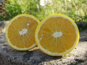 Taronja-Blanca-Comuna